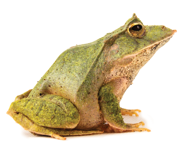 Solomon Island Leaf Frog, Online Learning Center