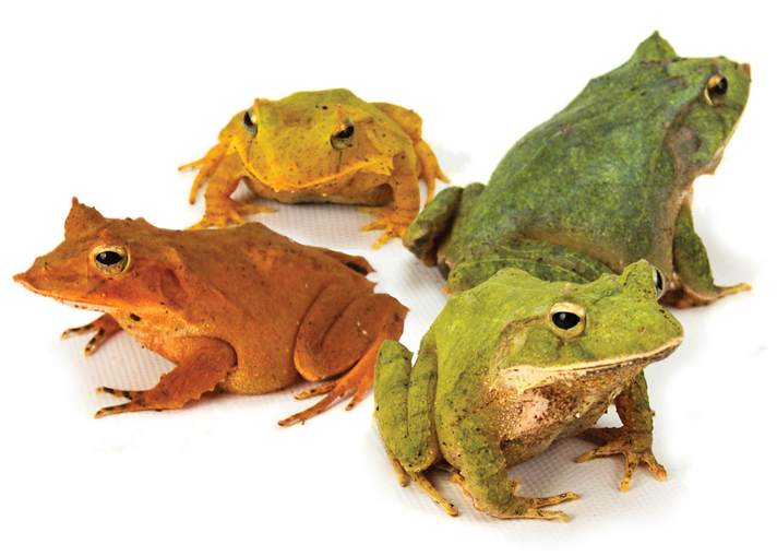 Solomon island leaf frog