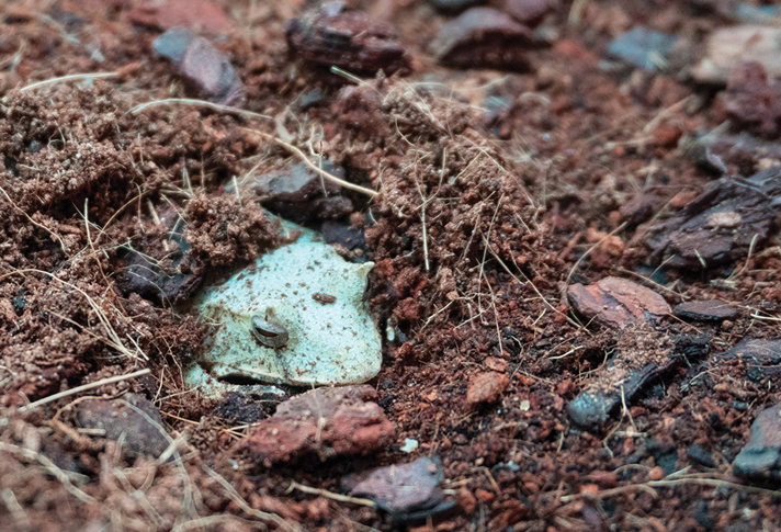 Solomon Island Leaf Frog, Online Learning Center