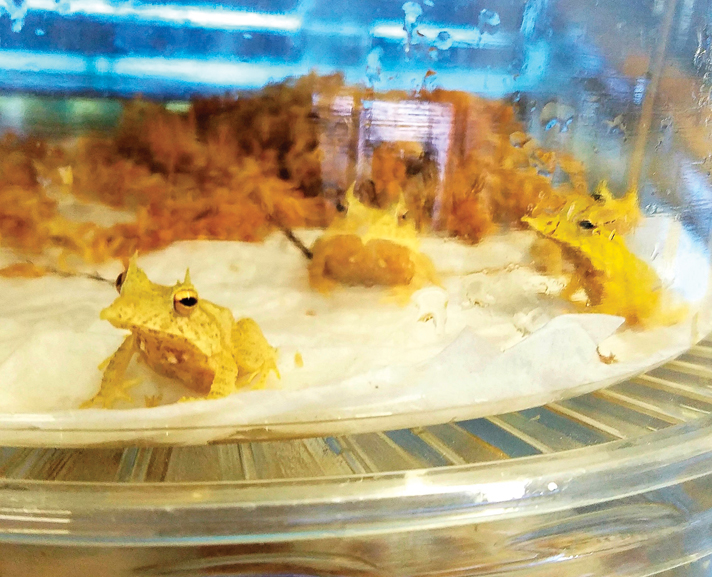 Solomon Island leaf frogs