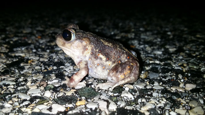 spadefoot toad