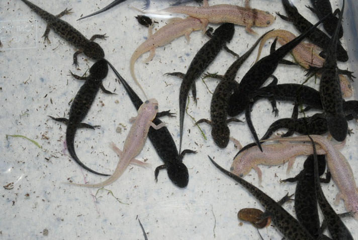 Spanish ribbed newt juveniles