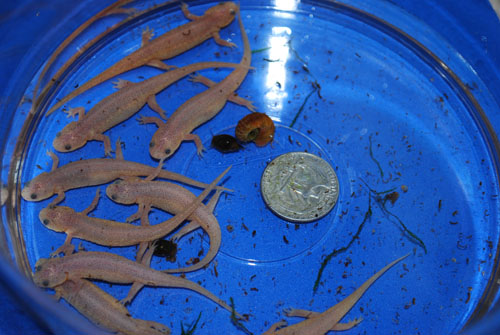 Spanish ribbed newts