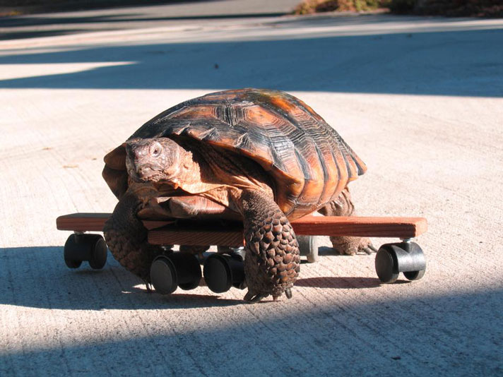Speedy the tortoise