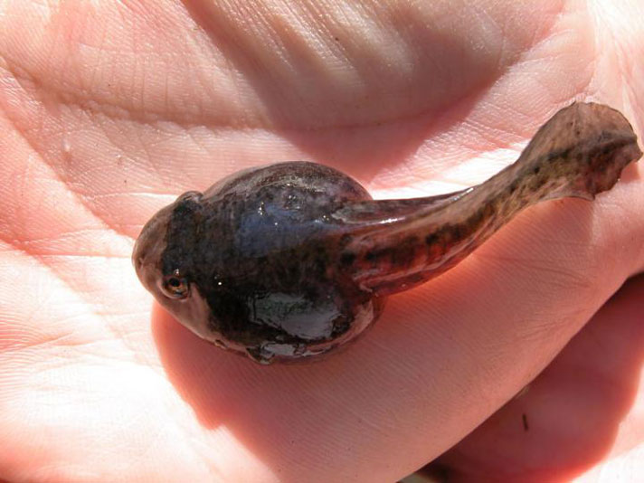 Severe Perkinsea Infection in tadpole