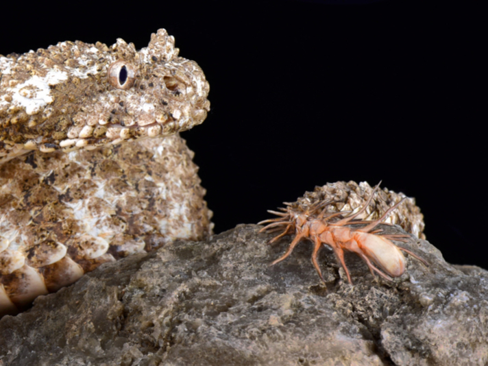 Spider tailed horned viper