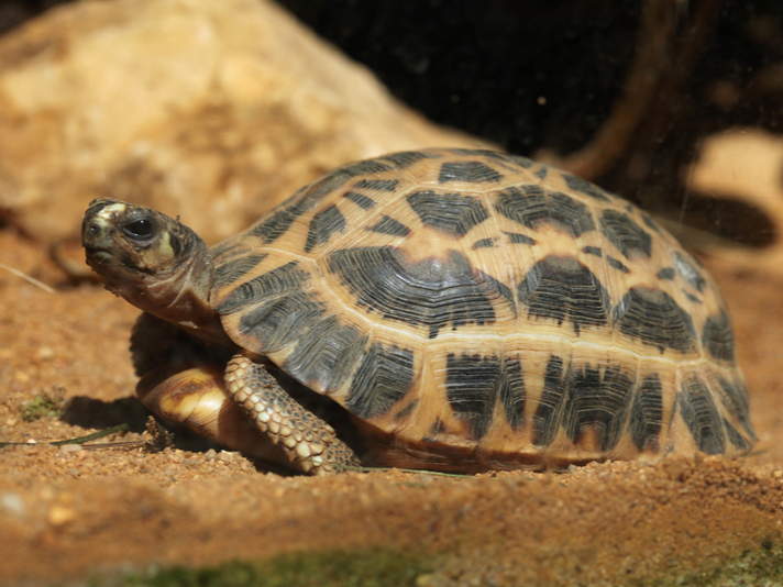 Spider tortoise