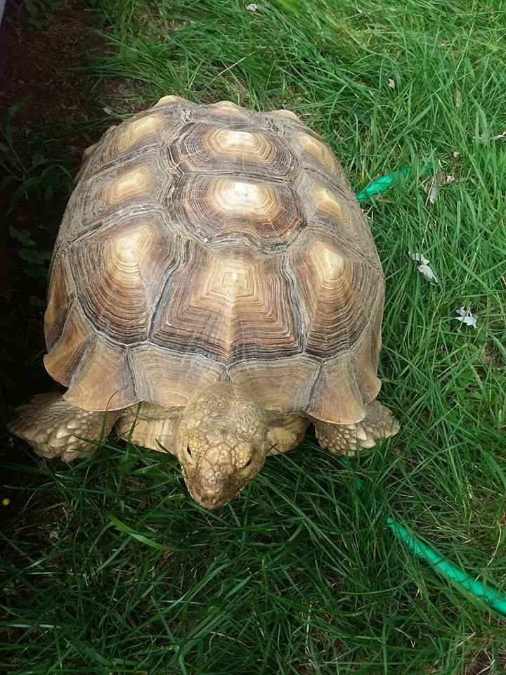 Michigan Boy Seeks Return Of His Lost Tortoise - Reptiles Magazine