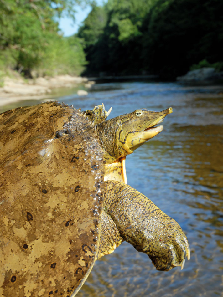 spiny softshell turtle 