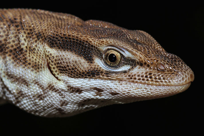 Spiny-tailed monitor