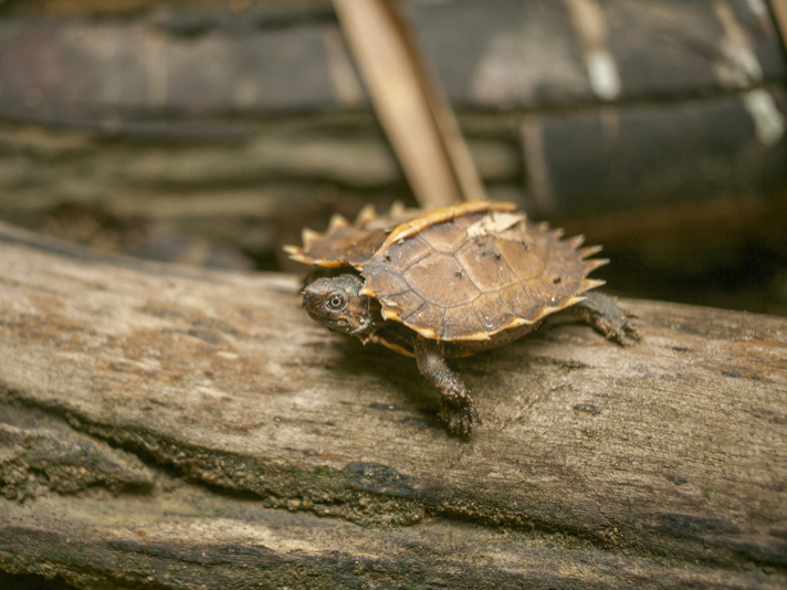 spiny turtle