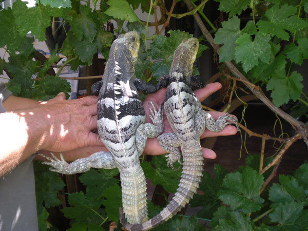 Spiny tailed iguanas