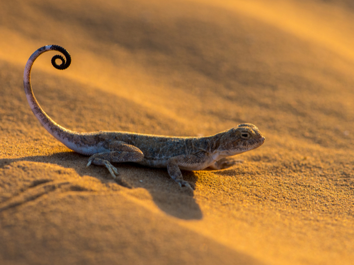 toadhead agama