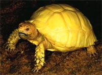 albino russian tortoise