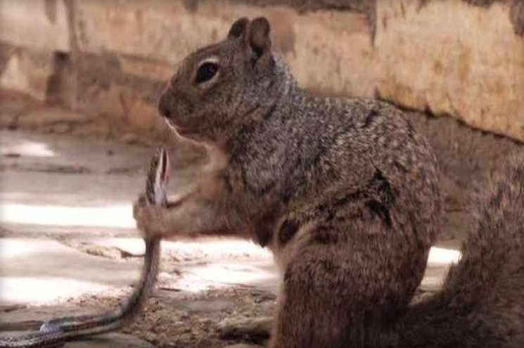 squirrel eats snake