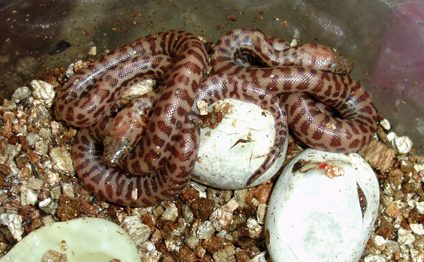 stimson's python hatchlings