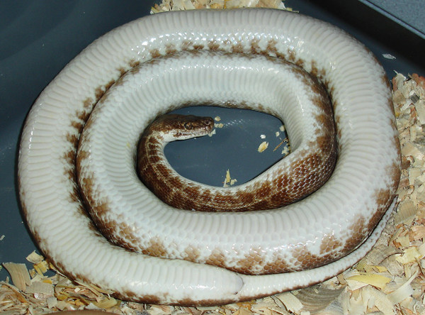 Stimson's python