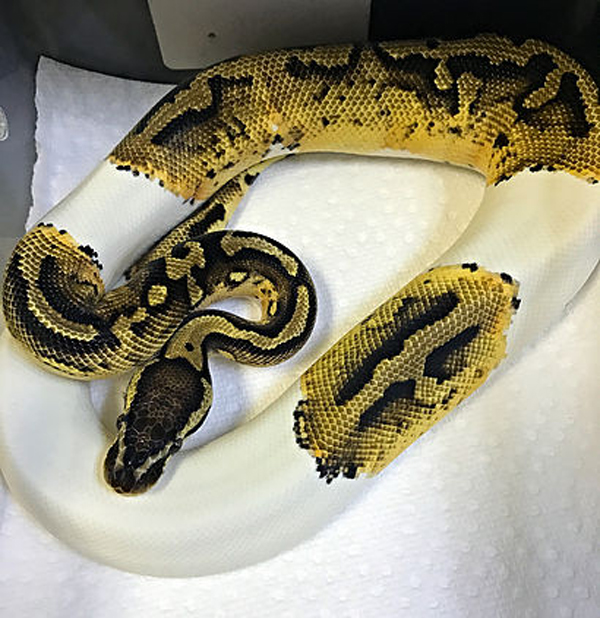 stolen pastel pied ball python