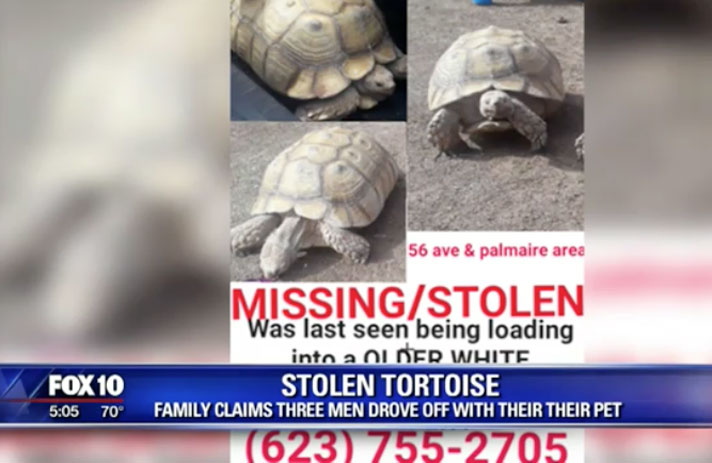 Sheldon was stolen from his home in Glendale, Arizona.