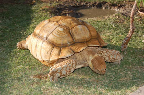 Female sulcata tortoise