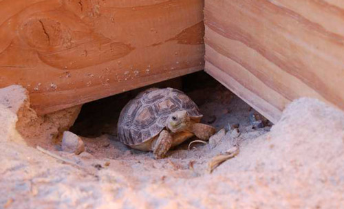 Year old sulcata tortoise in its burrow.