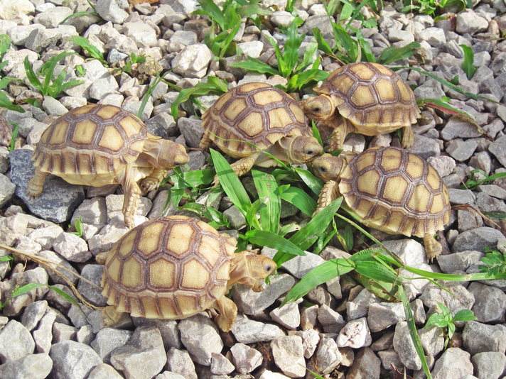 Sulcata tortoise hatchlings