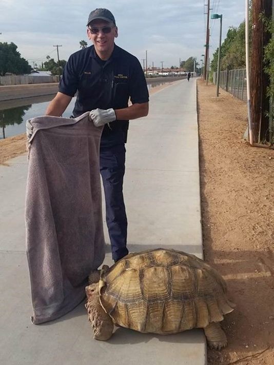 Sulcata tortoise escapes its enclosure in Arizona