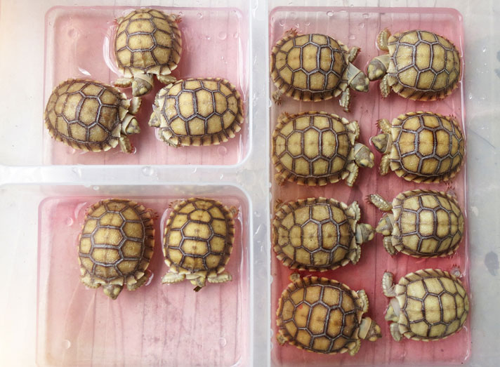 baby sulcata tortoises