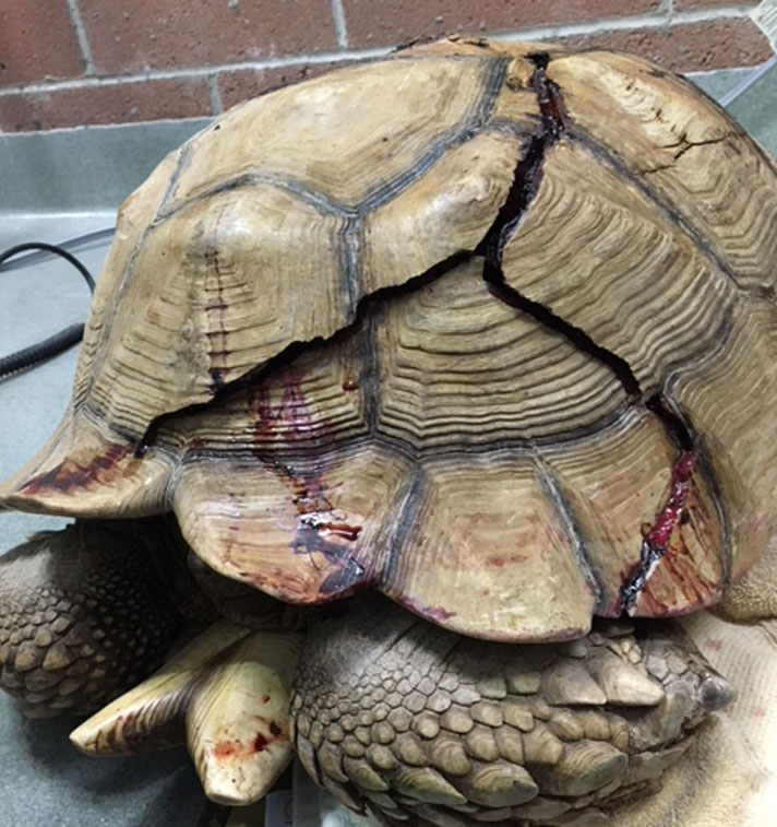 Sulcata tortoise with cracked shell.