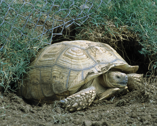 Sulcata tortoise