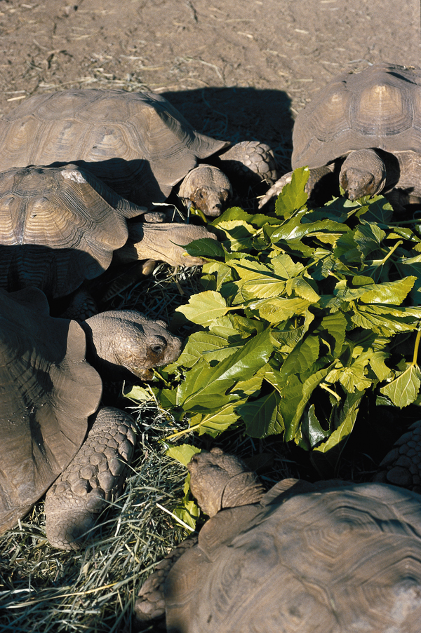 sulcata tortoises eating