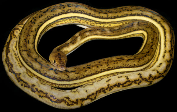 Super granite crown reticluated python