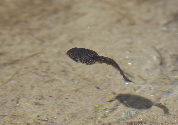 tadpole