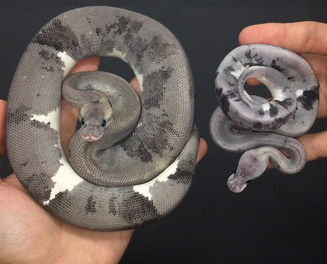 Trademark Exotics and Piebald Ball Pythons - Reptiles Magazine