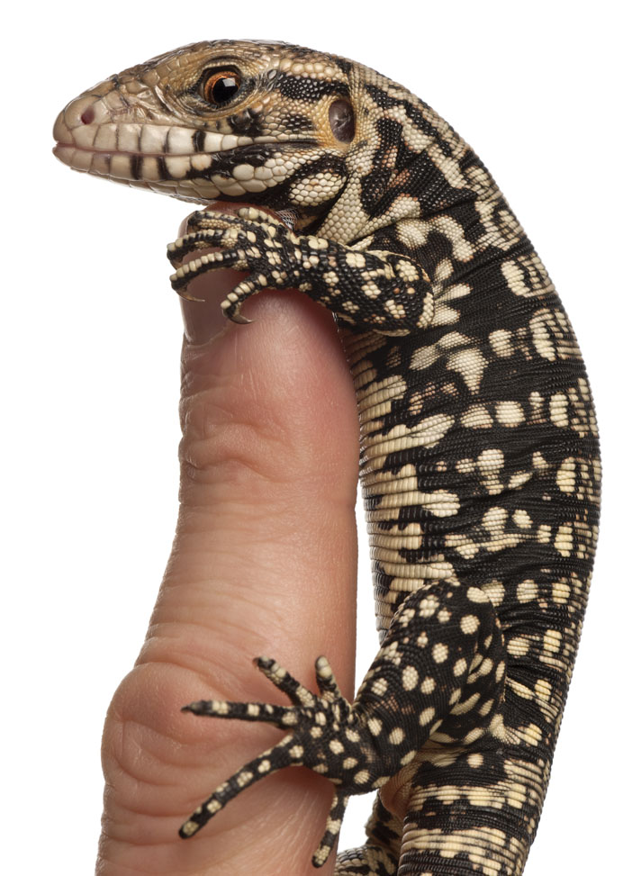 argentine tegu enclosure