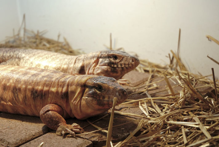 red tegu