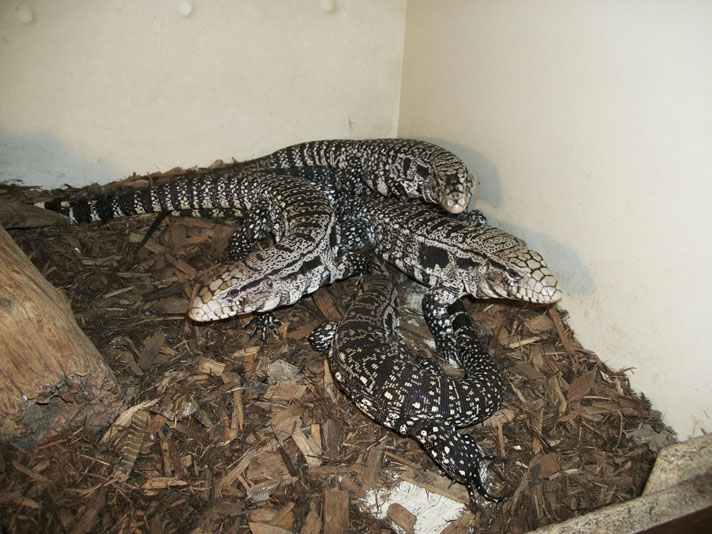 Tegu lizards in enclosure