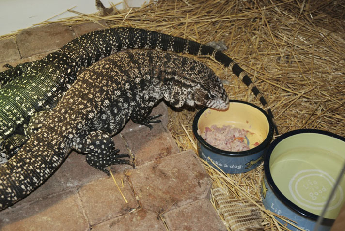 Tegu lizards eating