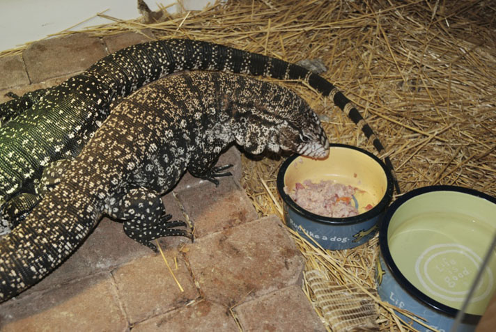 Tegu lizard as a hot sale pet