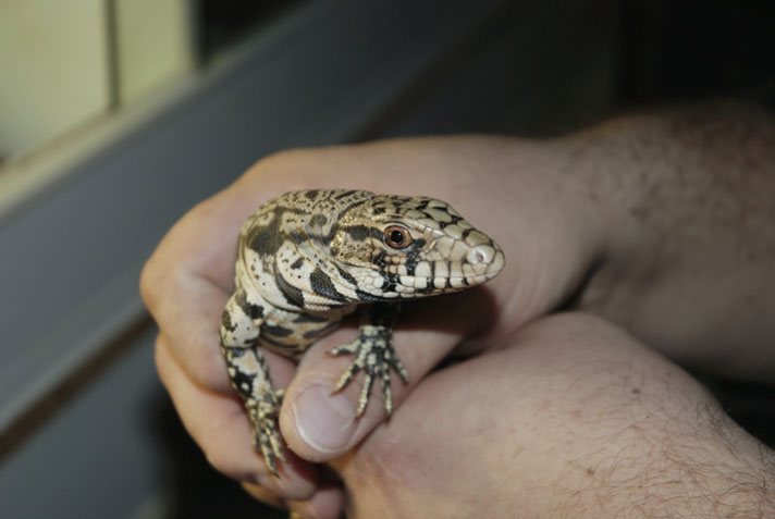 Handle your young tegu lizard so it becomes accustomed to your touch.