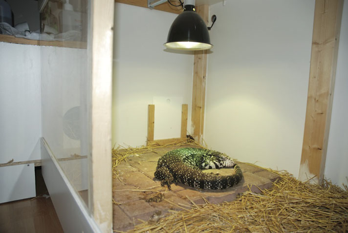 argentine tegu enclosure