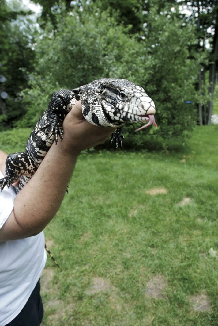 Proper tegu handling