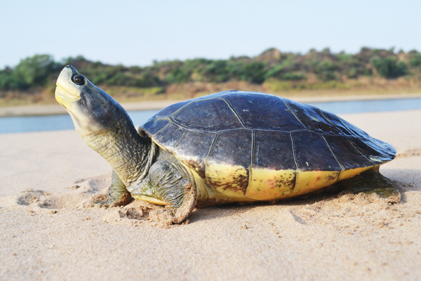 Northern river terrapin on the beach
