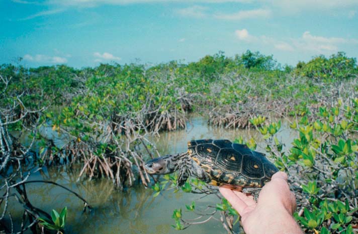 This is a mangrove diamondback terrapin (Malaclemys terrapin rhizophorarum) that was found in the Florida Keys.