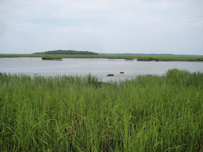marshy area 