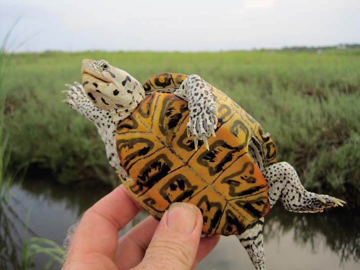 diamondback terrapin