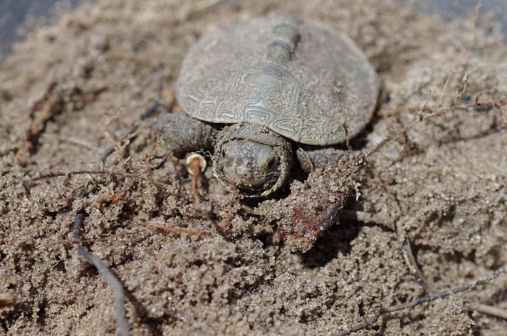 Herping Florida; The Elusive Mangrove Diamondback Terrapin 