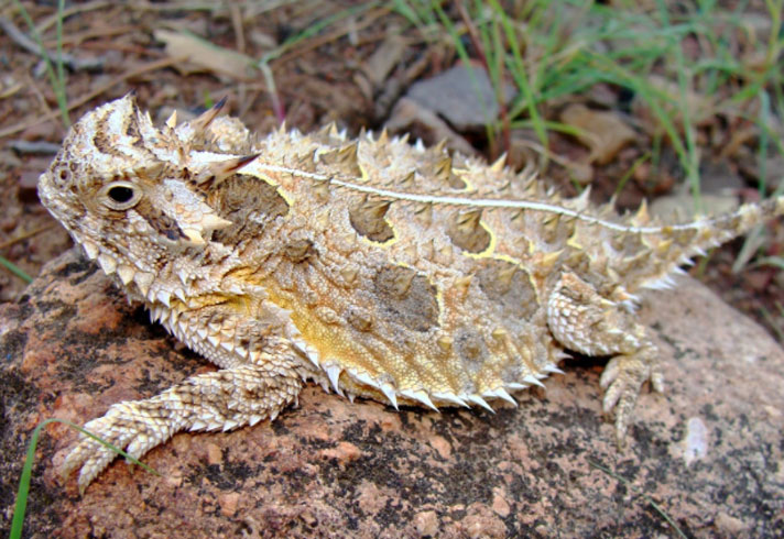 Texas horned lizard