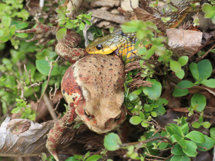 Tiger keelback snake