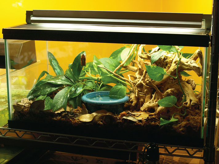 tiger-leg monkey frog enclosure